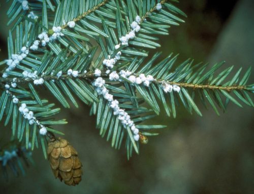 Important Woodlands & Habitat Happenings this Week (week of 5-11-25)