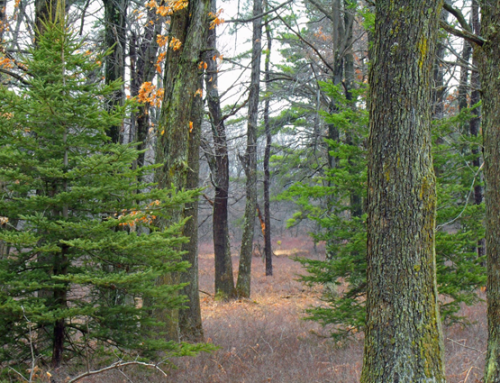 Care About Our Trees? Woodlands & Habitat Committee 2025 Plans